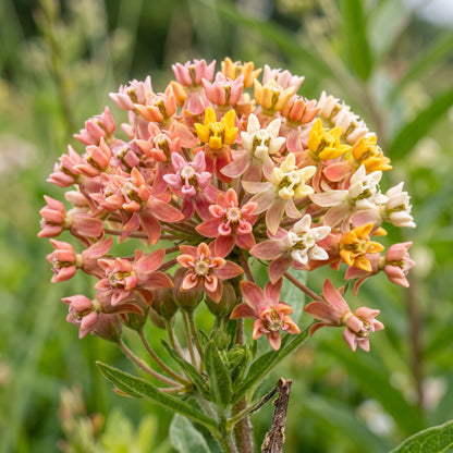 Mixed Milkweed Seeds – Asclepias Multi Variety Flower Seeds