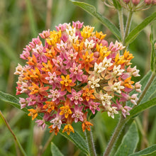 Mixed Milkweed Seeds – Asclepias Multi Variety Flower Seeds