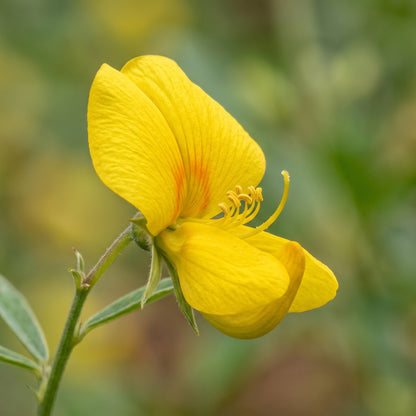 Showy Rattlebox Seeds – Crotalaria Flower Seeds
