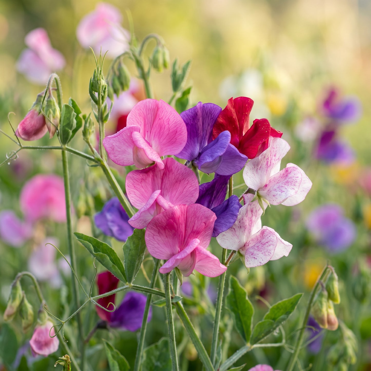 Sweet Pea Seeds – Colorful Flowering Vine Seeds