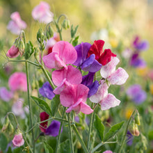 Sweet Pea Seeds – Colorful Flowering Vine Seeds