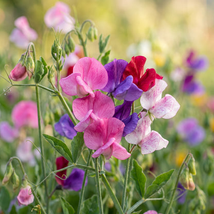 Sweet Pea Seeds – Colorful Flowering Vine Seeds