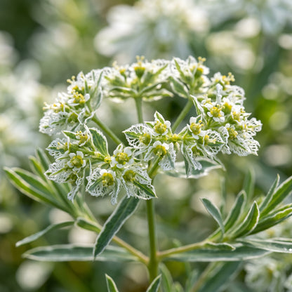 Euphorbia Seeds – Green White Flower Garden Seeds