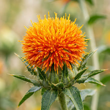 Safflower Seeds – Carthamus tinctorius Flower Seeds