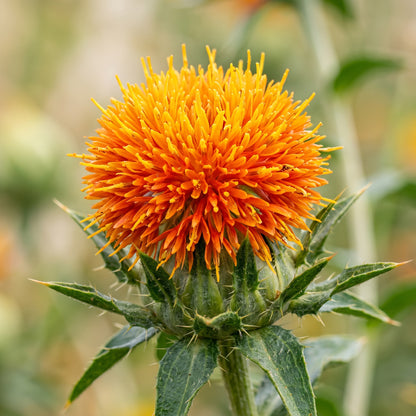 Safflower Seeds – Carthamus tinctorius Flower Seeds