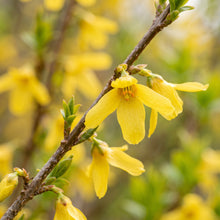 Forsythia Seeds – Forsythia suspensa Shrub Seeds