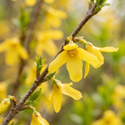 Forsythia Seeds – Forsythia suspensa Shrub Seeds