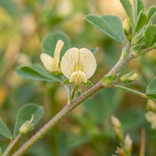 Fenugreek Seeds – Herb Garden Plant Seeds