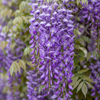 Wisteria Seeds – Purple Climbing Vine Seeds