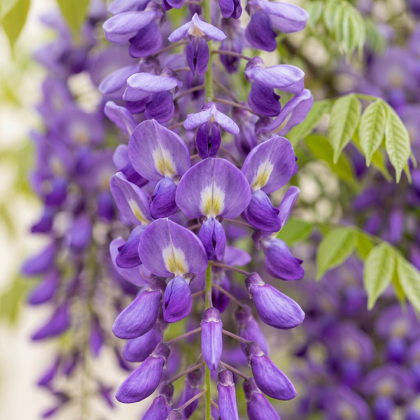 Wisteria Seeds – Purple Climbing Vine Seeds