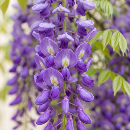 Wisteria Seeds – Purple Climbing Vine Seeds