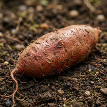 Sweet Potato Seeds – Vegetable Plant Seeds