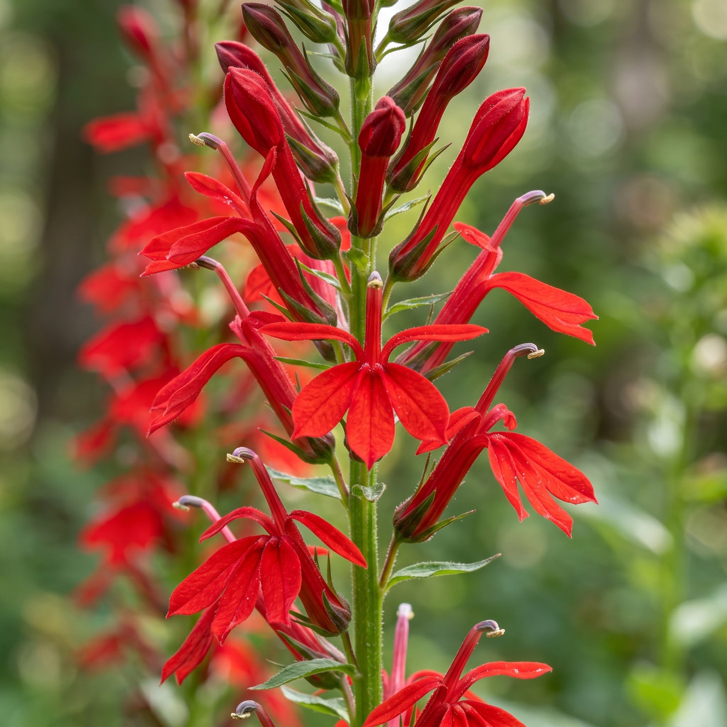 Cardinal Flower Seeds – Lobelia Garden Seeds