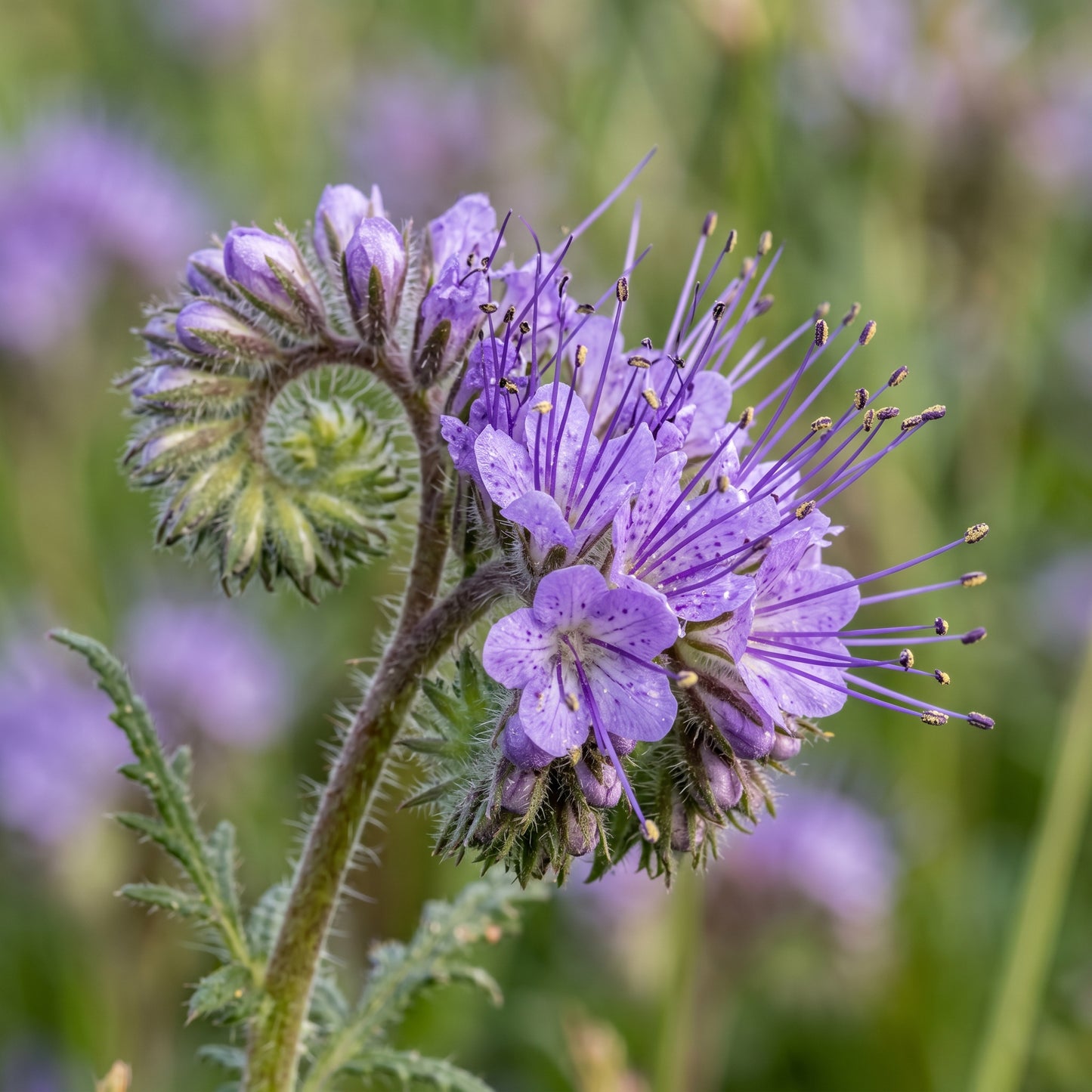 Phacelia Seeds – Purple Flower Garden Seeds