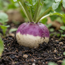 Turnip Seeds – Root Vegetable Plant Seeds