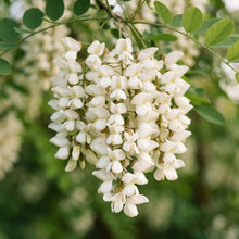 Black Locust Seeds – Tree Plant Seeds