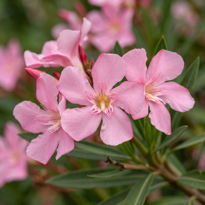 Nerium Oleander Pink Flower Seeds – Compact Shrub