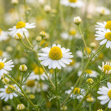 German Chamomile Seeds (Matricaria chamomilla)