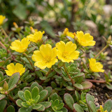 Purslane Seeds – Ground Cover Plant Seeds