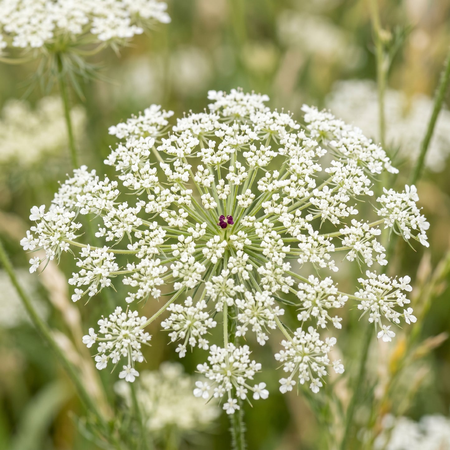 Queen Anne’s Lace Seeds (Ammi Majus)