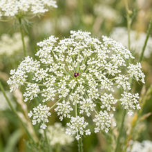 Queen Anne’s Lace Seeds (Ammi Majus)