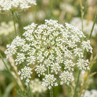 Queen Anne’s Lace Seeds (Ammi Majus)