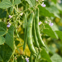 Blue Lake Bean Seeds – Bush Variety