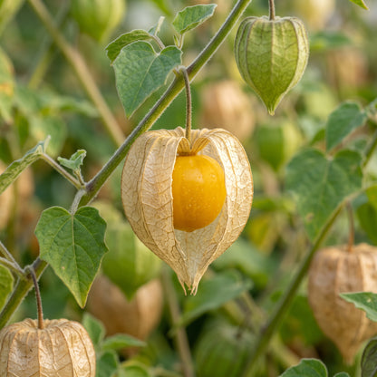 Ground Cherry Seeds – Husk Tomato Type