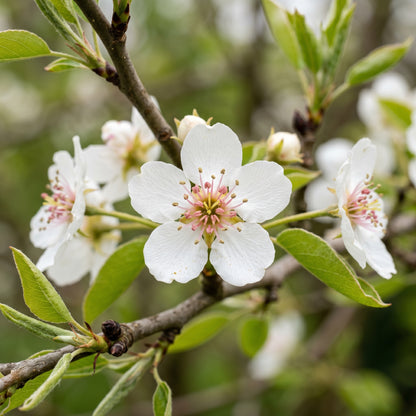 Pear Tree Seeds – Garden Plant Seeds