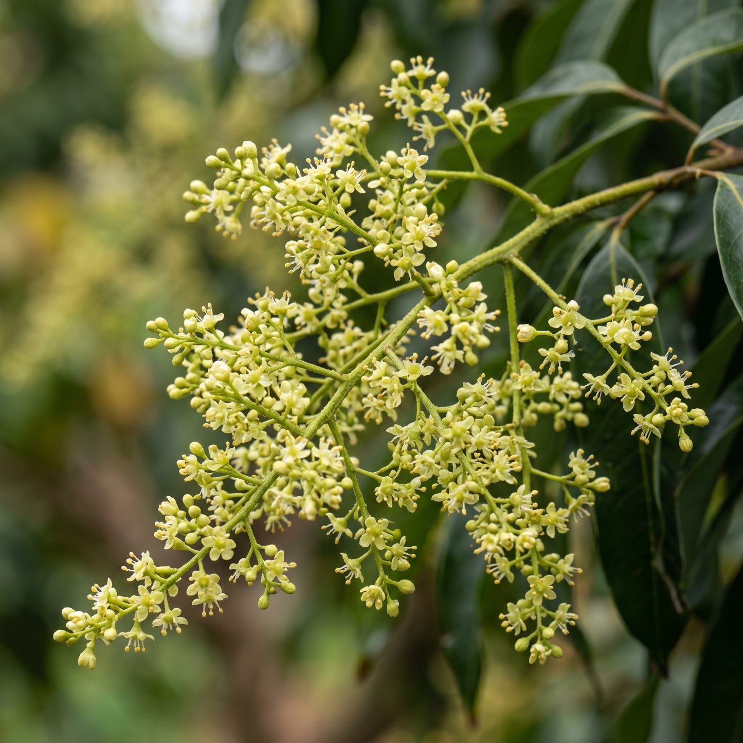 Lychee Seeds – Fruit Tree Seeds