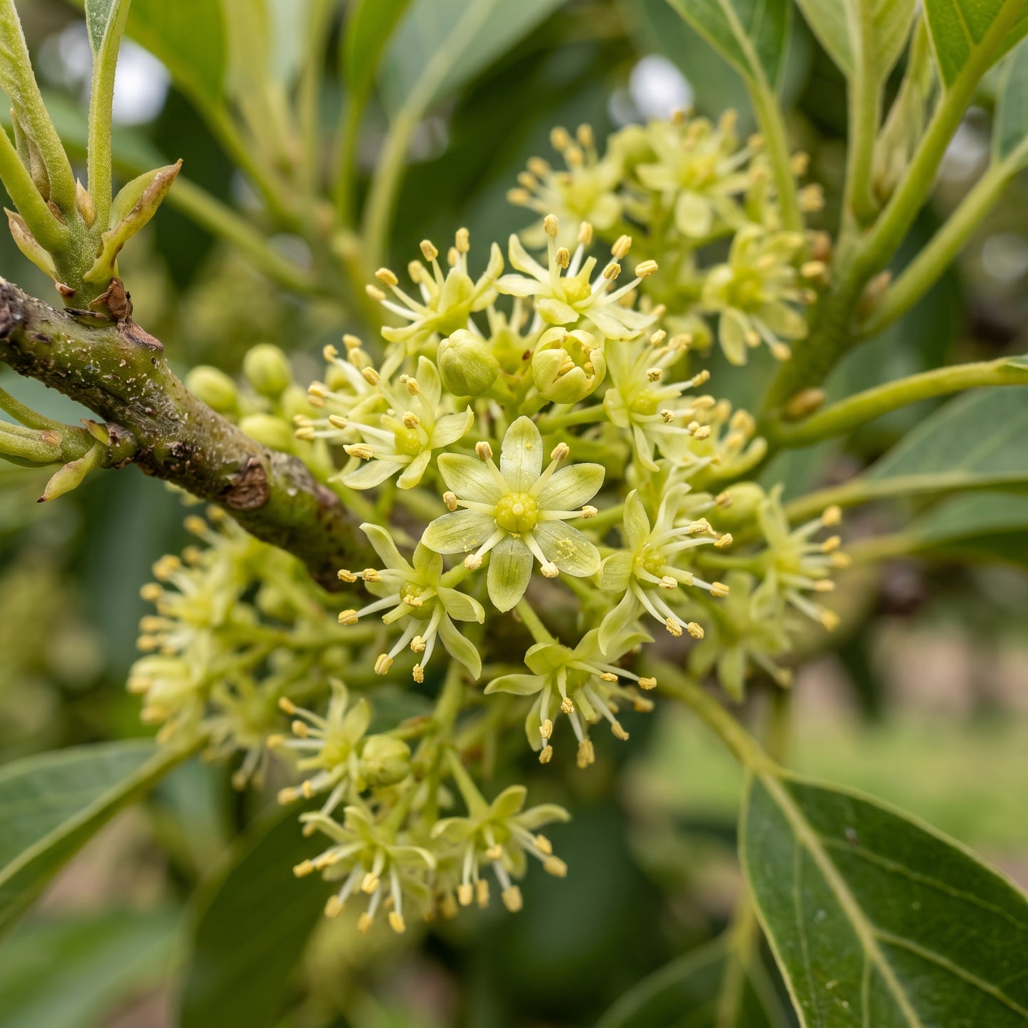 Avocado Seeds – Fruit Plant Seeds
