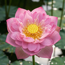 Lotus Seeds – Water Plant Seeds