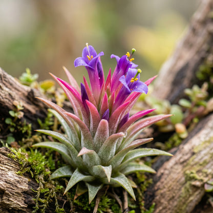 Air Plants Tillandsia