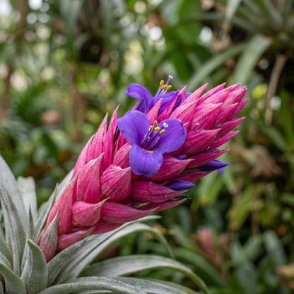 Air Plants Tillandsia