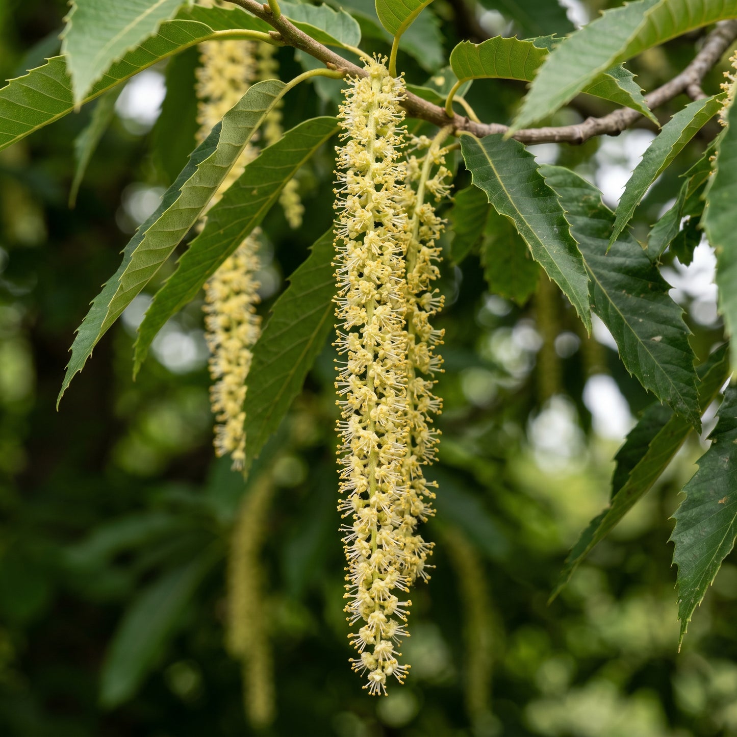Chestnut Tree Seeds