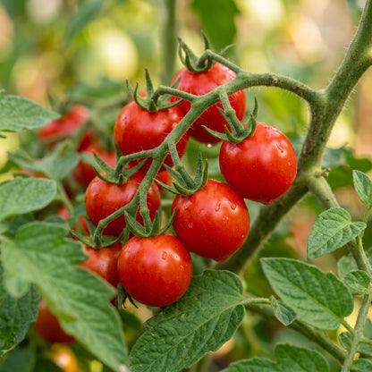 Red Cherry Tomato Seeds for Garden Growing