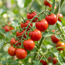 Red Cherry Tomato Seeds for Garden Growing