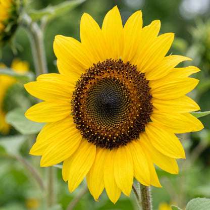 Mammoth Sunflower Seeds for Tall Flower Garden