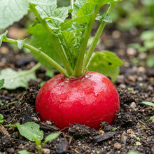 German Giant Radish Seeds for Root Garden Growing