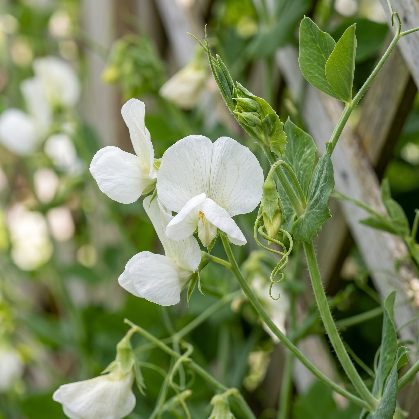 Snap Pea Seeds for Climbing Garden Plants