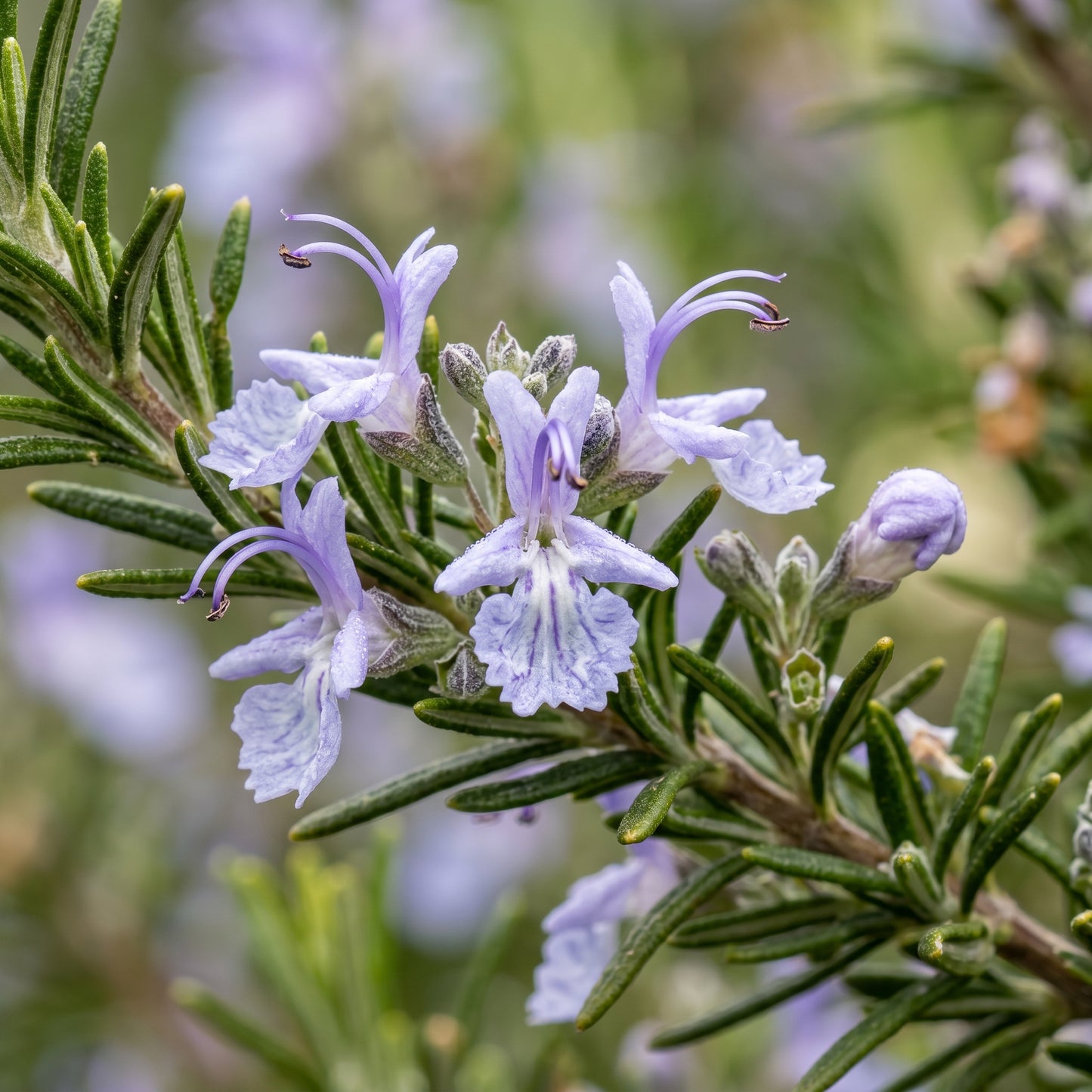 Rosemary Seeds for Herb Garden Planting