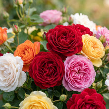 Mixed Rose Flower Seeds for Garden Decoration