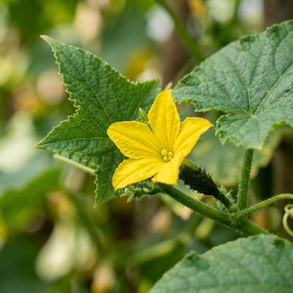 Straight Eight Cucumber Seeds for Garden Growing