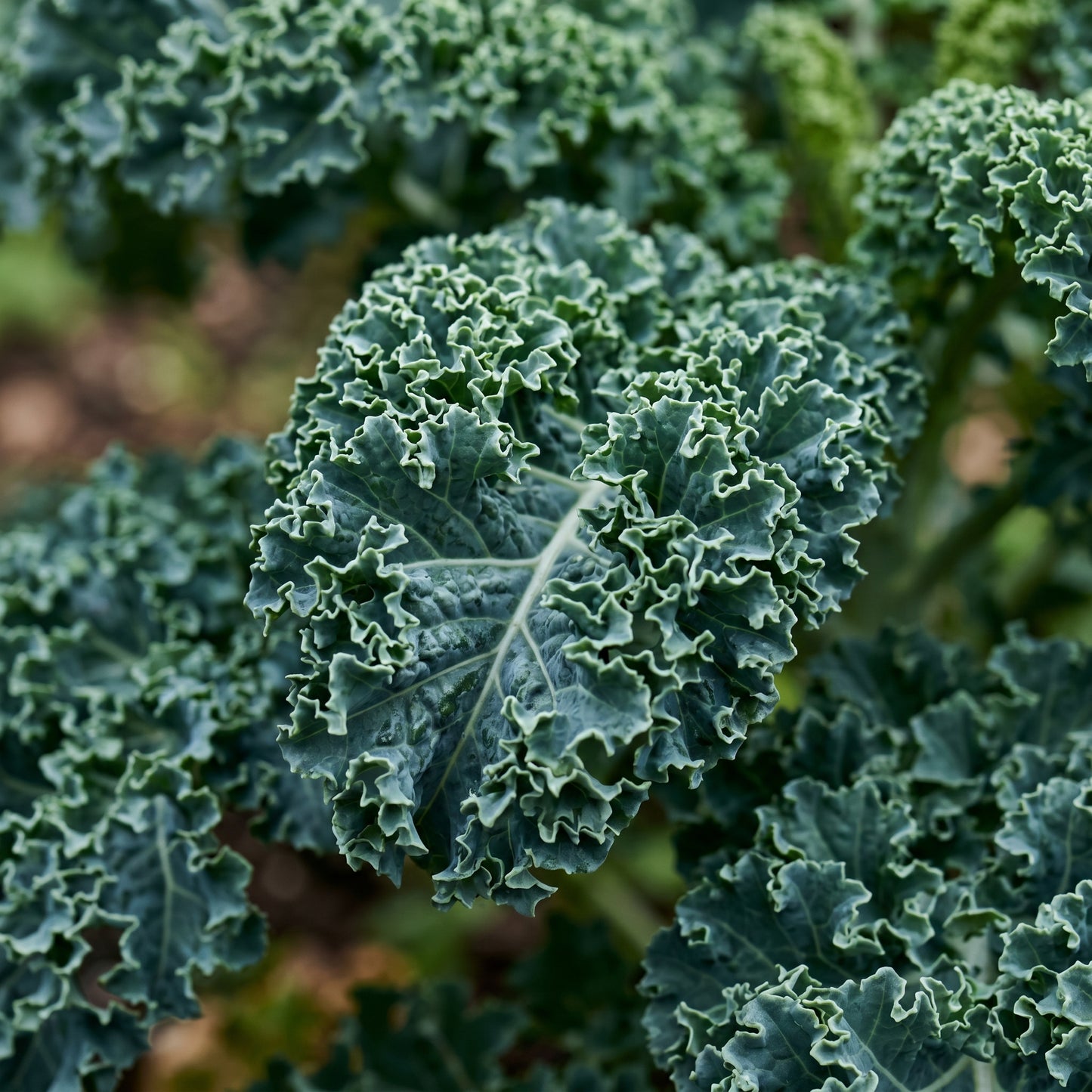 Kale Seeds Blue Scotch Curled for Garden Growing