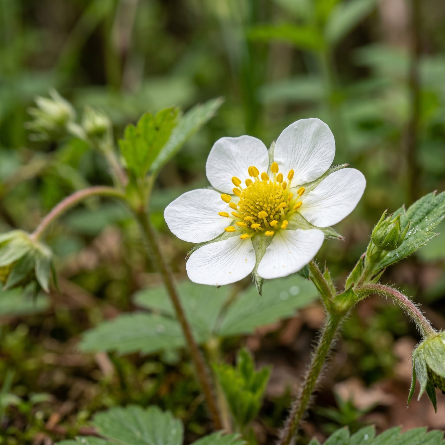 Alpine Strawberry Seeds for Garden Planting
