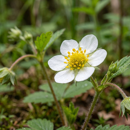 Alpine Strawberry Seeds for Garden Planting