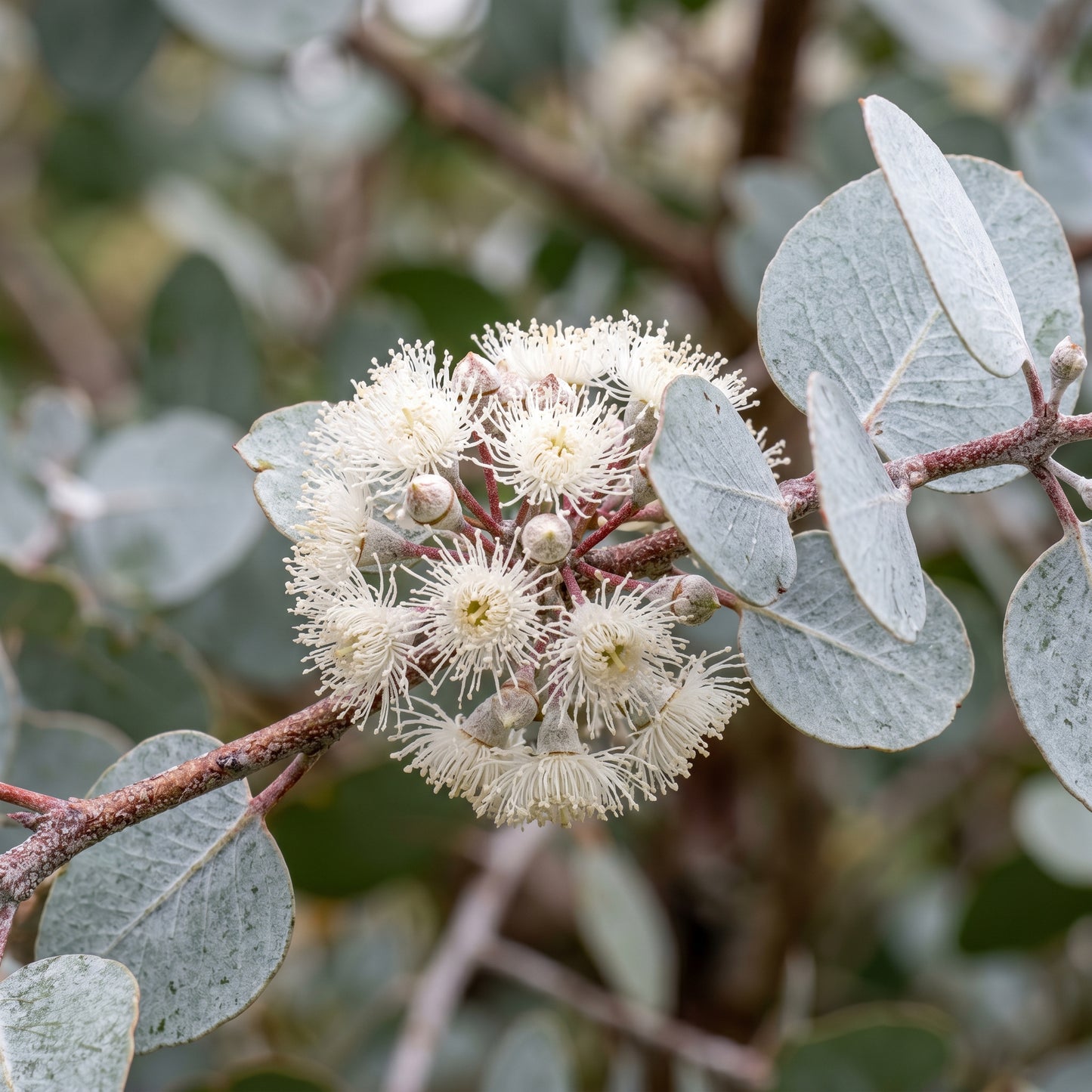 Argyle Apple Eucalyptus Seeds (Eucalyptus cinerea) Silver Foliage Tree for Garden and Container Growing