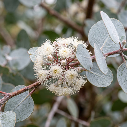 Argyle Apple Eucalyptus Seeds (Eucalyptus cinerea) Silver Foliage Tree for Garden and Container Growing