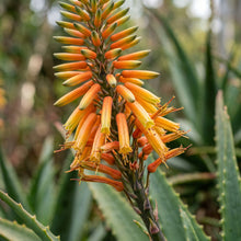 Aloe Vera Plant Seeds Green Variety for Indoor and Outdoor Succulent Growing