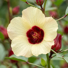 Roselle Seeds (Hibiscus sabdariffa) Flower Plant for Garden Growing